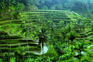 ubud rice terrace01 - Looking 4a place 2go this holiday???