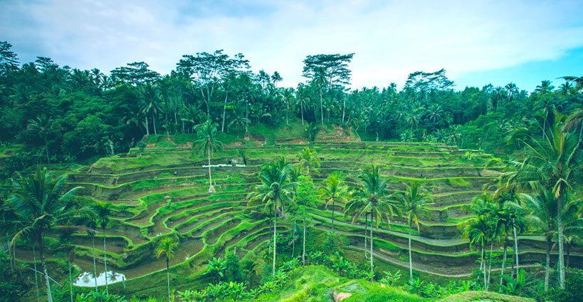Ceking Rice Terrace - Ubud Tour