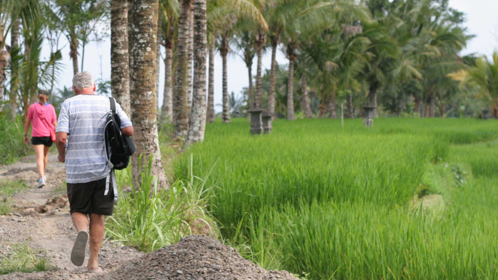 Ubud Rice Field Trekking Bali Tour Guide