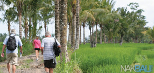 ubud rice field trekking