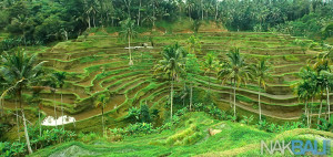 Ceking Rice Terrace