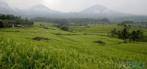 Jatiluwih Rice Terrace