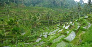 Tegallalang Rice terrace